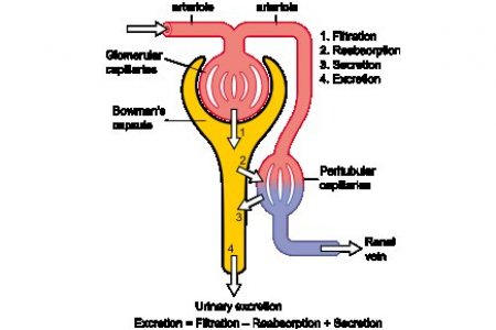 QUE ES INDICE DE FILTRACION GLOMERULAR