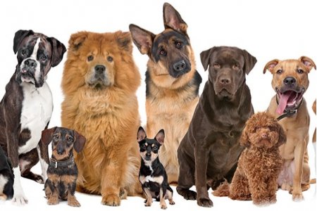 RELACION FILIAL EN ANIMALES