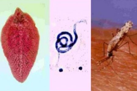 ENFERMEDADES TROPICALES PARASITARIAS