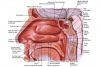 ANATOMIA DE LA NARIZ