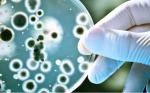MICROBIOLOGIA
