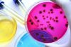 MICROBIOLOGIA
